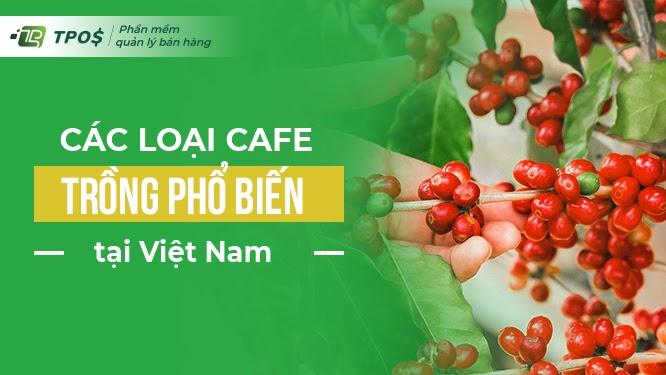 Các loại cafe trồng phổ biến tại Việt Nam